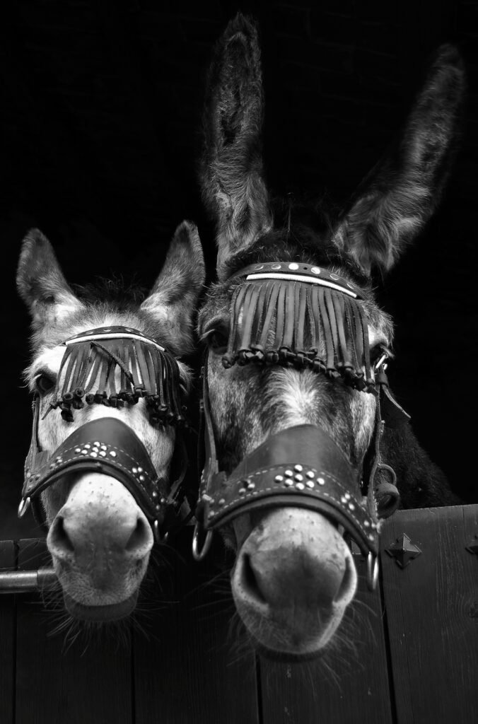 Donkeys